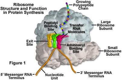 Small subunit Ribosome Structure mrna binding Large subunit Three trna binding sites Aminoacyl (A site) trna entry site Pep&dyl (P site) Polypep&de