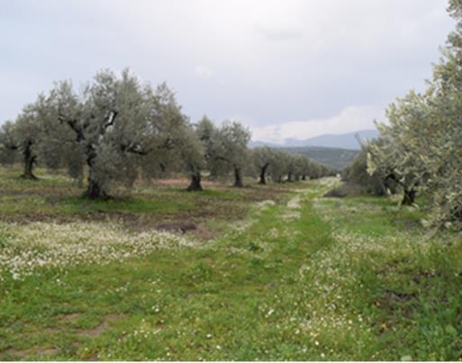 8 Lessons learnt from innovations within agroforestry within high value tree systems Date of report 23 November 2017 Authors Anastasia Pantera, Andreas Papadopoulos, Dimitrios Kitsikopoulos,