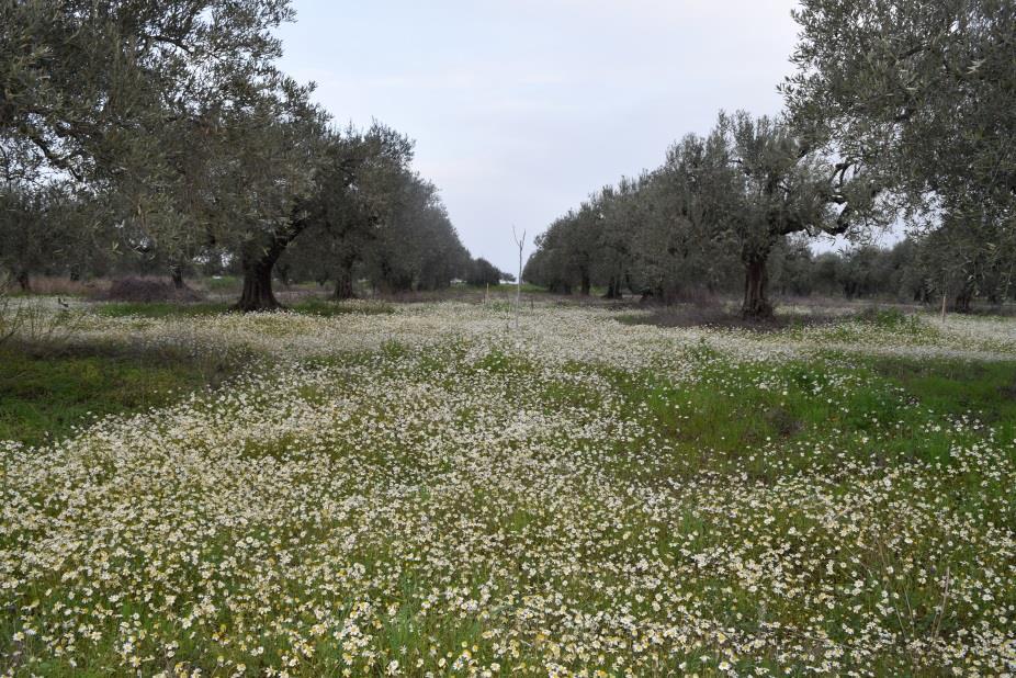 4 4 Experiment on intercropping of olive trees and leguminous crops or cereals The trial took place in a 2 ha olive orchard located in the area of Molos (38 49 22.58 N, 22 37 22.
