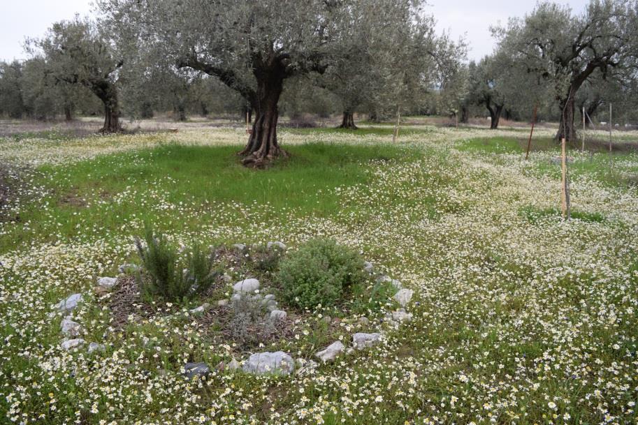 It was different from the Greek olive orchard study in Macedonia because of a focus on the contribution of chickpeas as a nitrogen fixing companion plant, and the determination of the effect on the