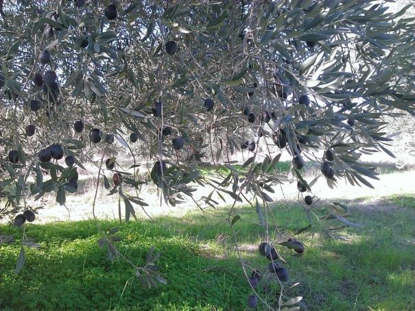 olive grove in Molos,