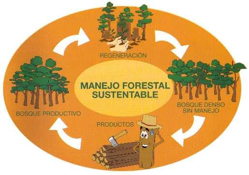 FIREWOOD 2. Production 2.1 Definition Is the amount of wood harvested in a period of time to be used as fuel.
