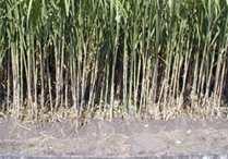 1. General Aspects SUGARCANE PRODUCTS 1.