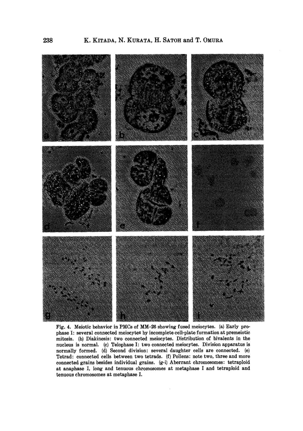 238 K. KITADA, N. KURATA, H. SATOH and T. OMURA Fig. 4. Meiotic behavior in PMCs of MM-26 showing fused meiocytes.
