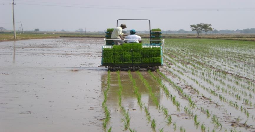 We have been facing lot of problems in completing rice transplanting in time because of labour shortage. To overcome this problem, we procured a Rice Transplanter costing Rs. 10.