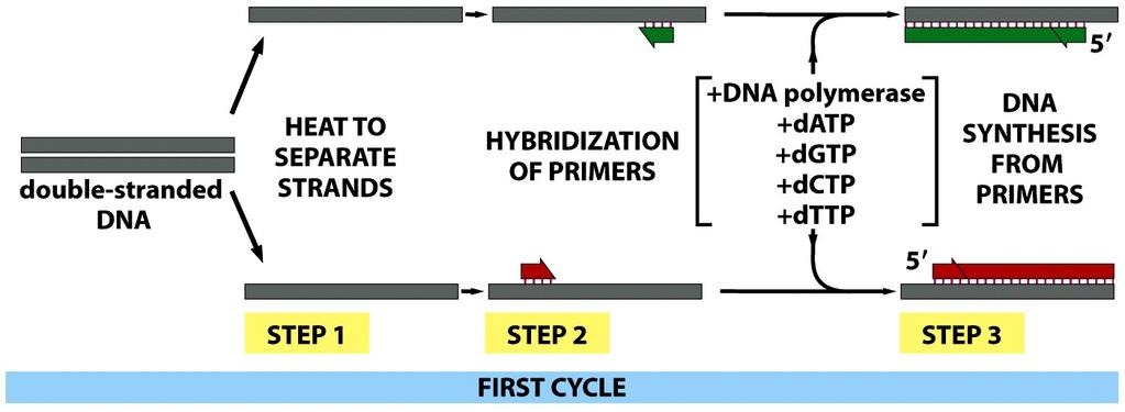 Making DNA, in vitro or in vivo, always depends on adding nucleotides to pre-existing primers Corollary: only sequences for which the right complementary primers are present will get copied.