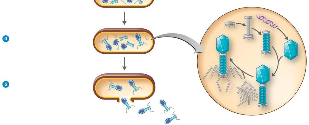 11 The lytic cycle of a T-even bacteriophage. Attachment: Phage attaches to host cell.