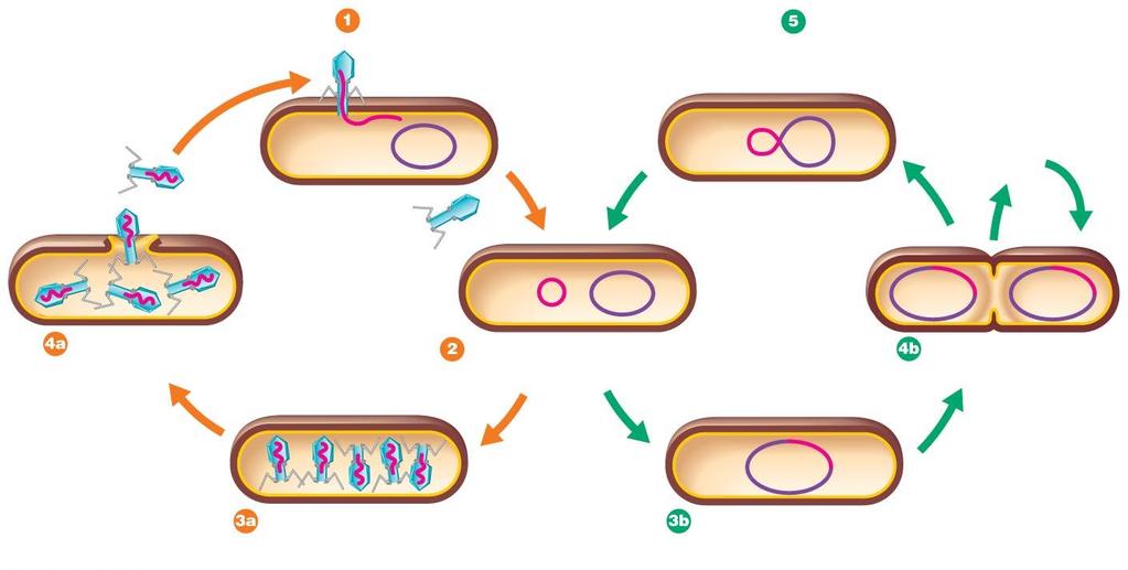 Bacteriophage Lambda (λ): The Lysogenic Cycle Lysogeny: phage remains latent Phage DNA incorporates into host cell DNA Inserted phage DNA is known as a prophage When the host cell replicates its