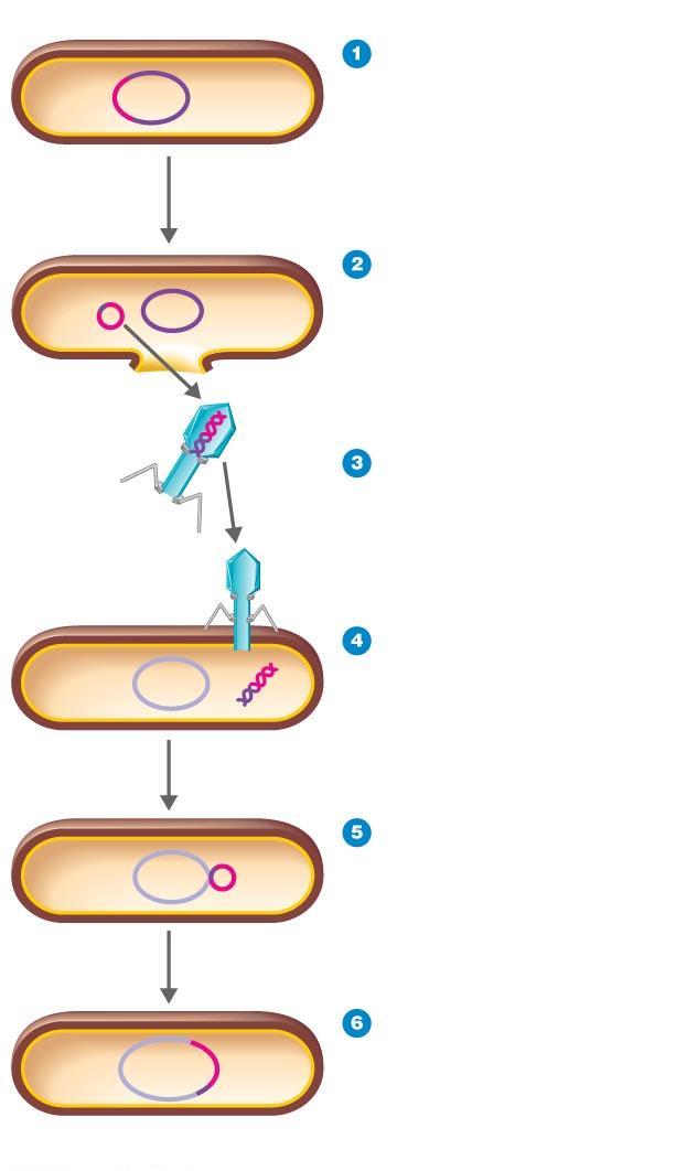 Bacteriophage Lambda (λ): The Lysogenic Cycle Specialized transduction Specific bacterial genes transferred to another bacterium via a phage Changes genetic properties of the bacteria Figure 13.