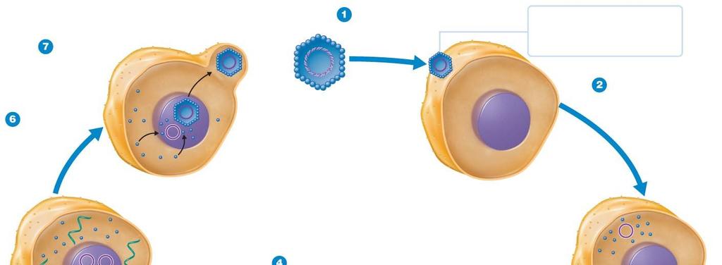 Figure 13.15 Replication of a DNA-Containing Animal Virus. RELEASE Virions are released. MATURATION Virions mature. Papovavirus DNA ATTACHMENT Virion attaches to host cell.