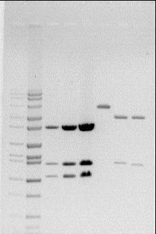 Appendix 7 Restriction Digests of cdna clone pct704 1 2 3 4 5 6 7 Lane# DNA 1. Hi LO size standards 2, 3 & 4. Various amounts of a pct704 Bam HI/Bgl II digest 5. pct704 Bam HI digest 6&7.