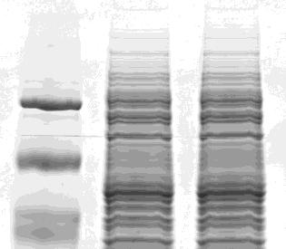 4.6 Detection of target protein by SDS-PAGE Run SDS-PAGE followed by CBB staining to identify the expressed protein.