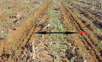 In contrast with fields where residues were shredded and flattened with a knife roller (or rolmoer ), standing maize stems are better in preventing wind erosion, are not washed or blown away and