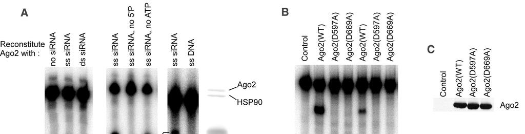 Reconstitution of Slicer activity with purified Argonaut-2 Protein Ago2 protein was immunoaffinity purified from