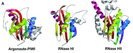 Identification of the Slicer Nuclease Activity in the RISC