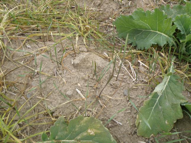 Figure 4. Secondary flush of feral rye after initial infestion was controlled with Roundup.