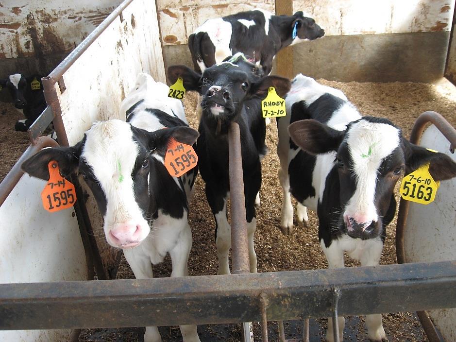 Preweaned Dairy Calves: Socialization versus Disease Transmission A.