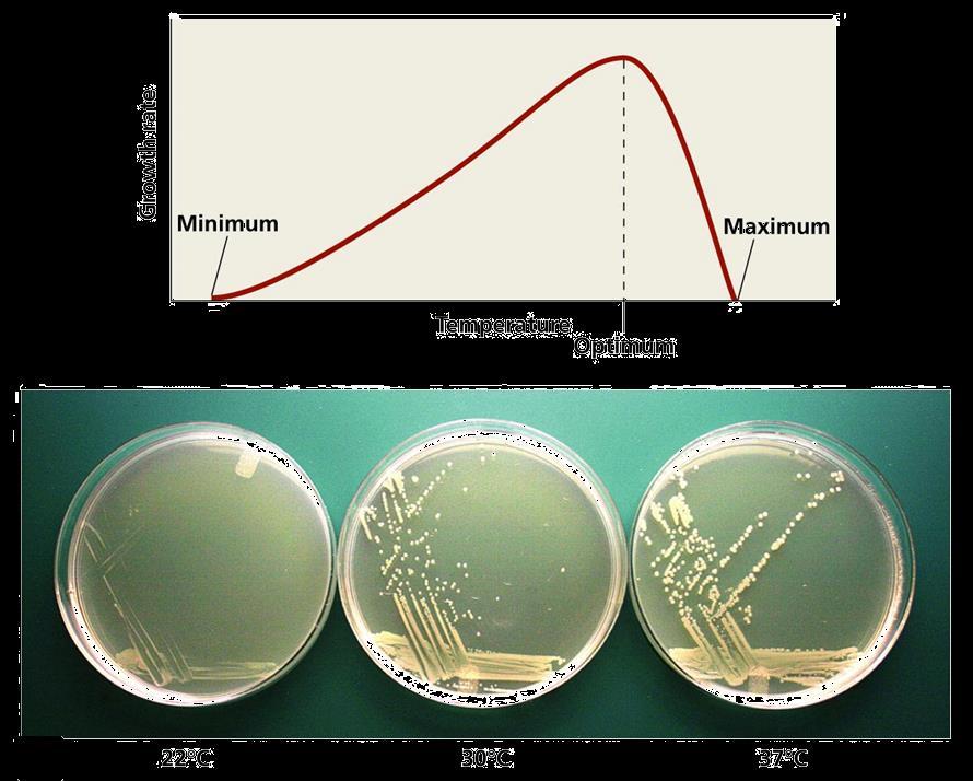 10a Providing the environmental conditions are that favourable to bacteria result in them reproducing rapidly Different species of bacteria have optimum