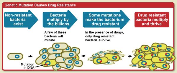 10d Evolutionary change in Bacteria Natural selection occurs in bacteria as well. Bacteria mutate during reproduction.