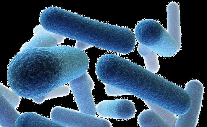 8a Bacteria Bacteria are different enough to be classified within their own group, separate from the plants, fungi, protists and animals.