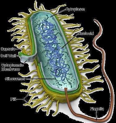 8a Bacterial Cell Bacterial cells have no mitochondria and the cell membrane is the site of energy release instead. The DNA / RNA is in a single loop rather than chromosomes.