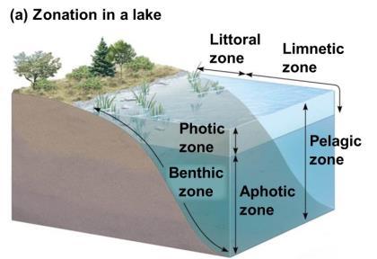 Fresh Water (Lake) Zonation The LITTORAL ZONE is the region of water near the coast where light penetrates