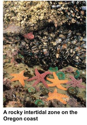 Intertidal Zones Coastal marine environments that alternate on a daily