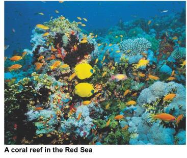 Coral Reefs Built on the calcium carbonate skeletons of corals which build up over time. The most biologically diverse aquatic biome. 4.