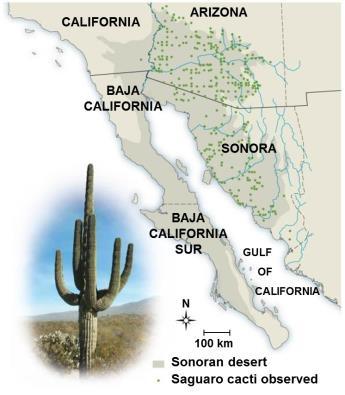 Distribution of Saguaro Cacti ABIOTIC Factors do not tolerate freezing you saguaros do not