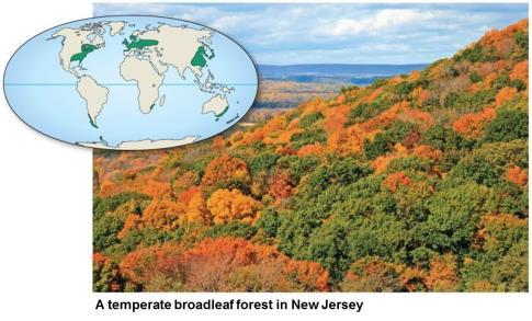 conditions discourage tree growth Temperate Broadleaf Forest higher levels of precipitation (rain and snow) than in grasslands along with cold