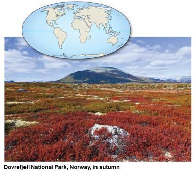 high rainfall, up to 300 cm per year Tundra extremely long, cold winters and