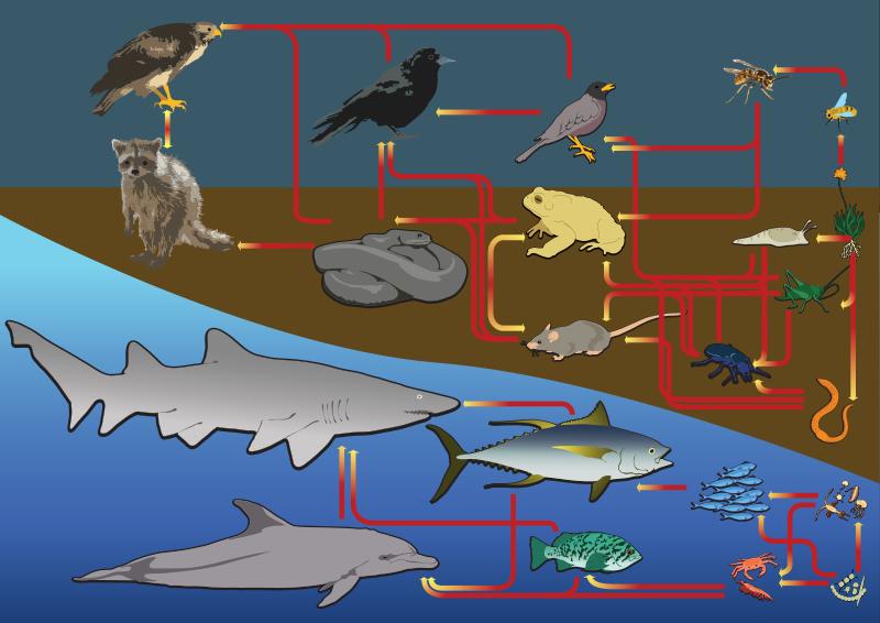 FOOD WEBS More complex than a food chain