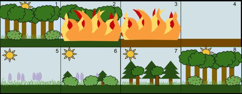SECONDARY SUCCESSION After a disturbance like a fire where most or all life is destroyed, the ecosystem progresses in a predictable pattern Pioneer species like grasses and wildflowers grow first