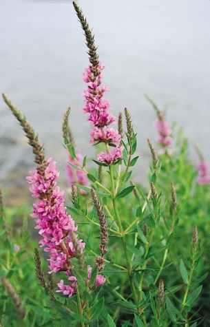 Occurs purposefully (Purple Loosestrife) as well as