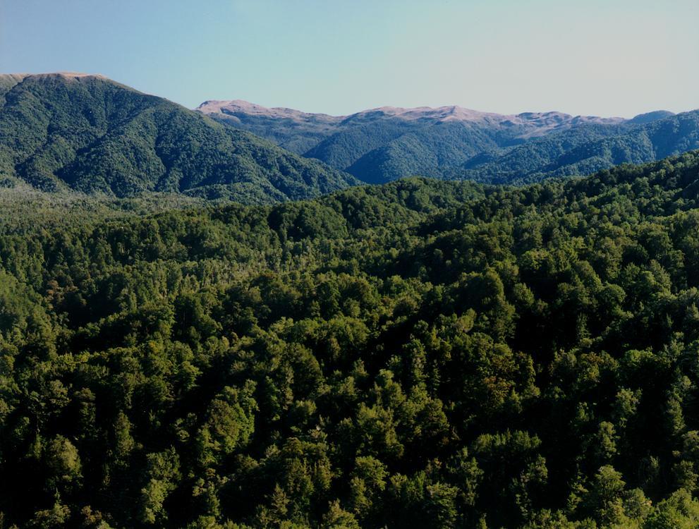 Forests in New Zealand Pre-1990 estate natural forests 6.4 million ha (77% public, 23% private) Exotic planted production 1.2 million ha (5% public, 95% private) Article 3.