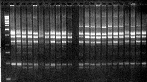 DNA Fingerprint Patterns Revealed for 13 Rice bean Varieties