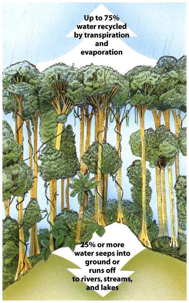 Forests Role in Hydrologic Cycle (right) Forest Management