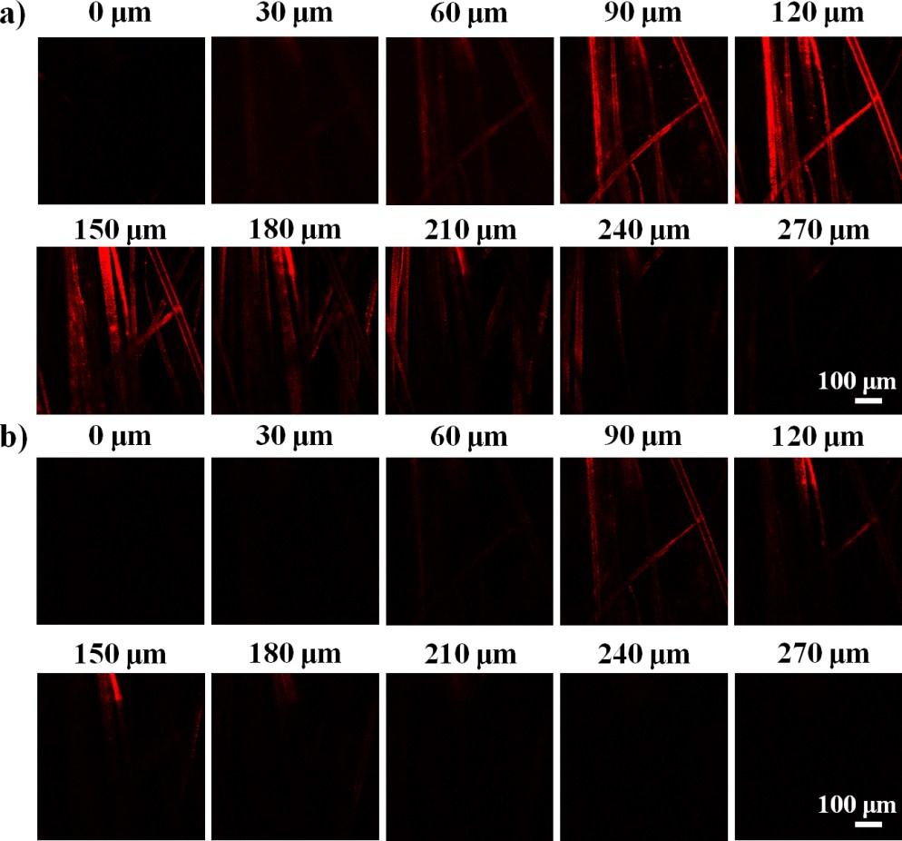 Figure S6 CLSM images of ear blood vessels at different vertical depths, a) with