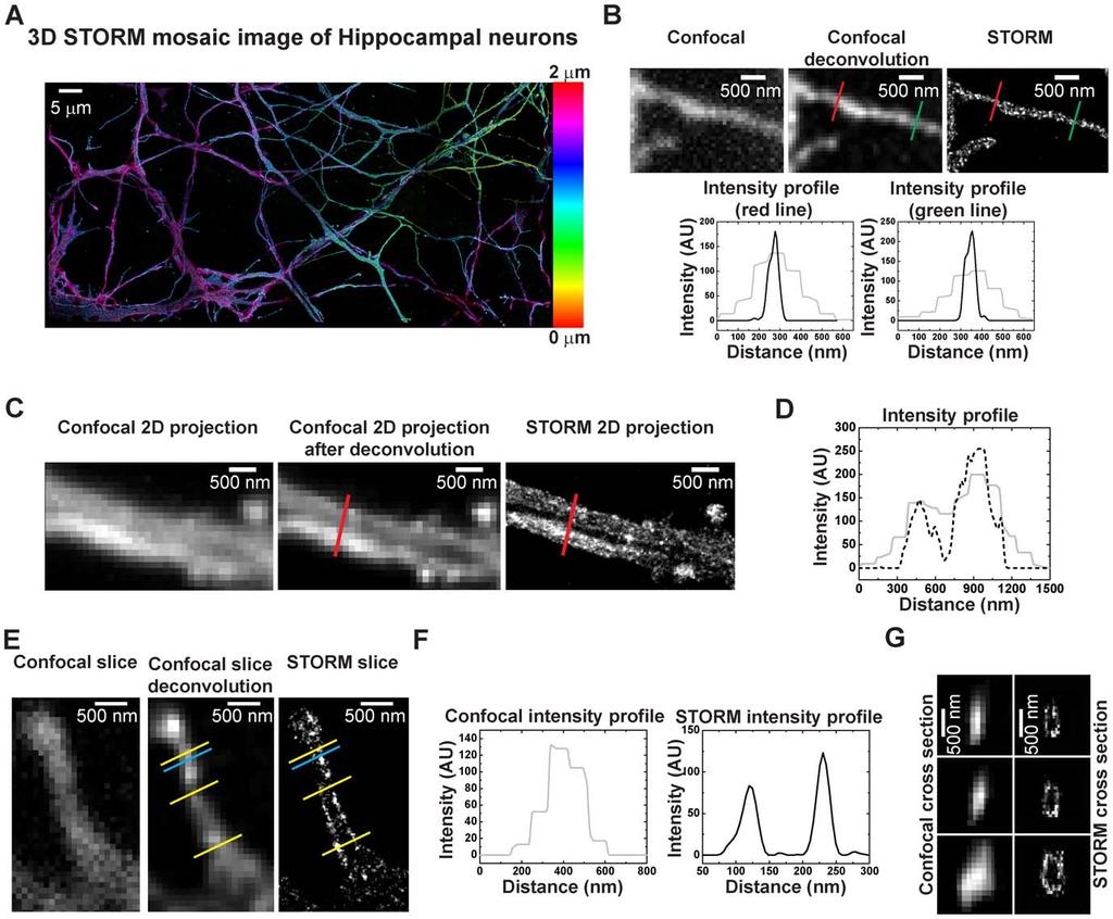 Figure 2. Single color 3D imaging of hippocampal neurons by STORM and confocal. (A) Mosaic 3D STORM image of hippocampal neurons.