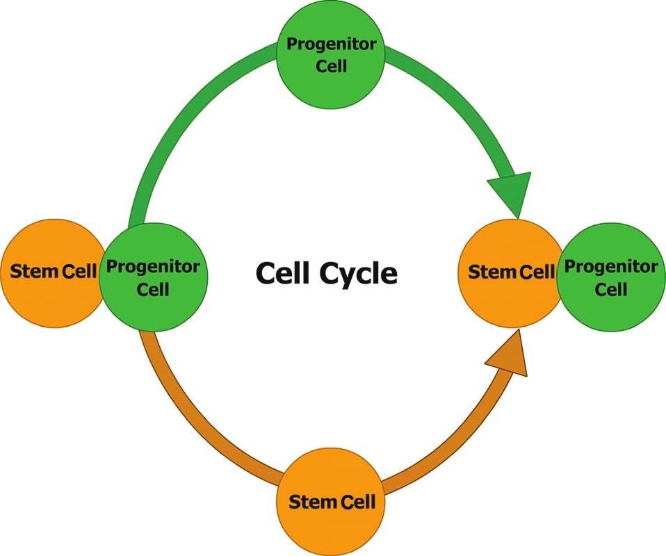 4 Stem Cells and Extracellular Matrices FIGURE 3: Hierarchical model of stem cell division.