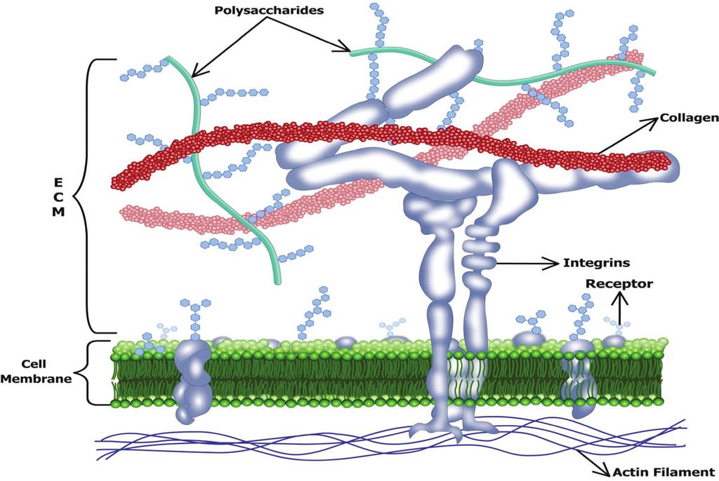 Introduction to Stem Cell Biology and Niche Components 7 FIGURE 6: Schematic representation of the constituents of the ECM networking with the plasma membrane and the cell interaction mechanisms