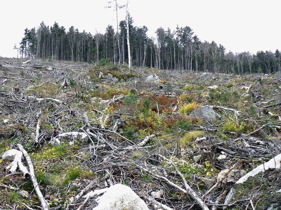 Think Again Clearcutting WMNF
