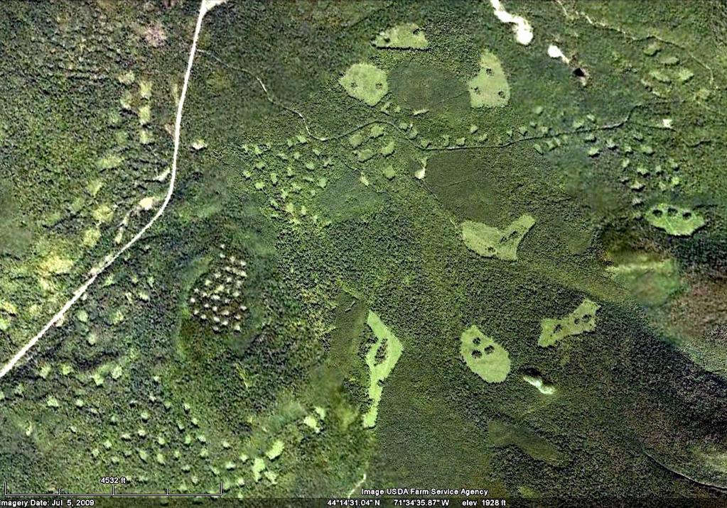 Google Earth - Clearcuts