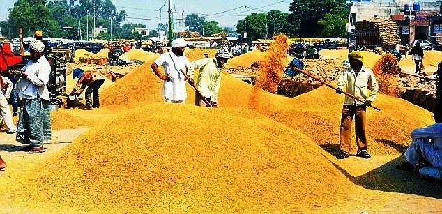 Source: http://www.dailymail.co.uk/indiahome/indianews/article-2767170/ MY-BIZ-Farmers-set-harvest-bumper-Basmati-crop-despite-drought-Punjab.html Fig. 2 9.