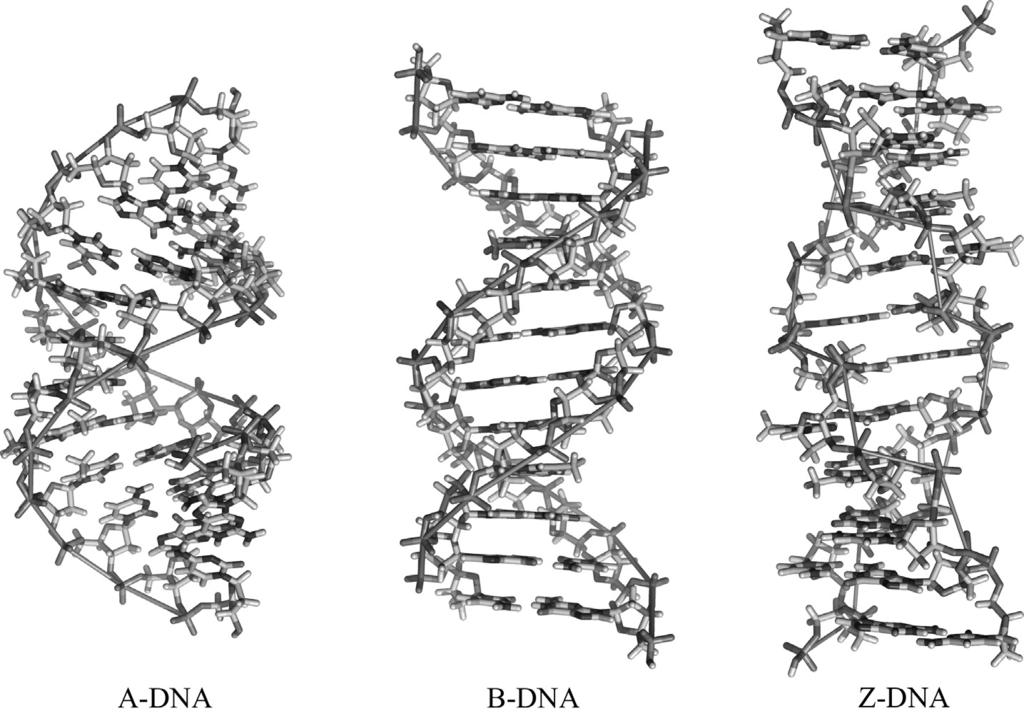 6 DNA structures Figure 1.5 Structure of A-, B- and Z-DNA. The phosphorus atoms are connected by a thin orange line to emphasize the geometry of the backbones.