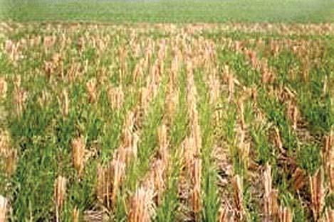 Over the years the rice-wheat system in the northwestern part of the Indo-Gangetic Pains (IGP) has become argey mechanized, input-intensive, and dependent on the conjunctive use of surface and