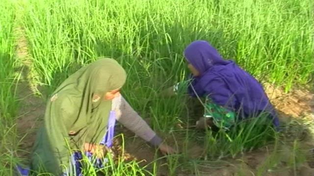 Women contribute to almost all identified crop tasks like collecting and spreading of farm yard manure in the fields, seedbed preparation, sowing or transplanting, weeding, threshing, winnowing, crop