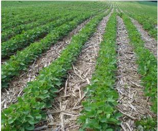 Soybean Typical yield: 3,000 lb/acre (50 bu/acre) Potential use: Biodiesel Animal ag co-product: Soybean meal Other potential products: Straw (1,000 lb/acre)