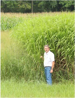 Miscanthus Adaptation Widely adapted warm season perennial grass, native to eastern Asia. Grown in Europe and the So