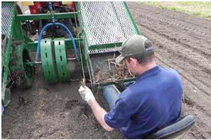 Once established, yields up to 10 tons/acre may be possible Establishment Year Month Operation Inputs Mow Miscanthus Management Plow site May May Fertilize Plant Rhizomes Apply